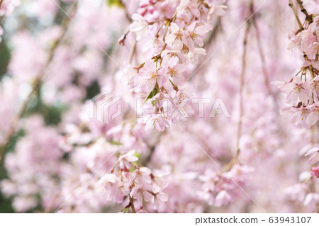 櫻花落在雨中 63943107