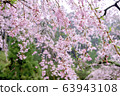 Cherry blossoms falling in the rain 63943108
