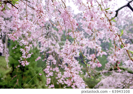 櫻花落在雨中 63943108