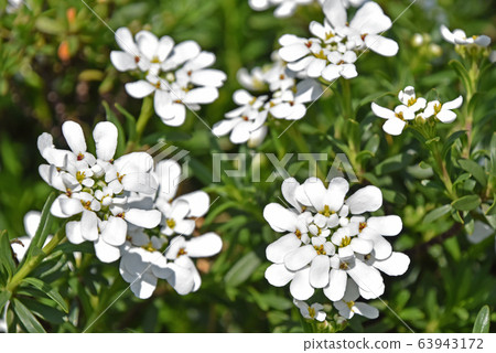 Iberis Iberis 63943172