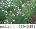 Chives 63943451