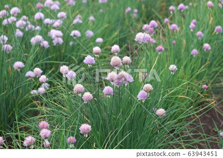 Chives Chives 63943451