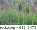 lavender 63943479