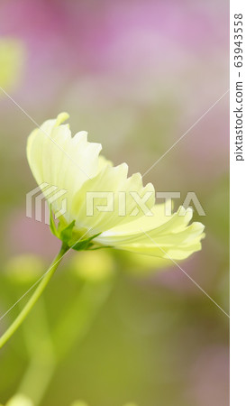 待機畫面秋櫻黃畫面比例16:9 待機畫面秋櫻黃畫面比例16:9 63943558