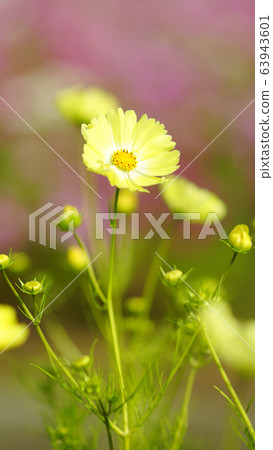 待機畫面秋櫻黃畫面比例16:9 待機畫面秋櫻黃畫面比例16:9 63943601