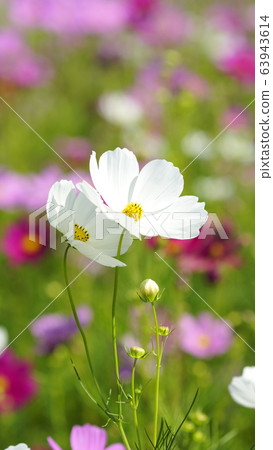 待機畫面秋櫻白畫面比例16:9 待機畫面秋櫻白畫面比例16:9 63943614