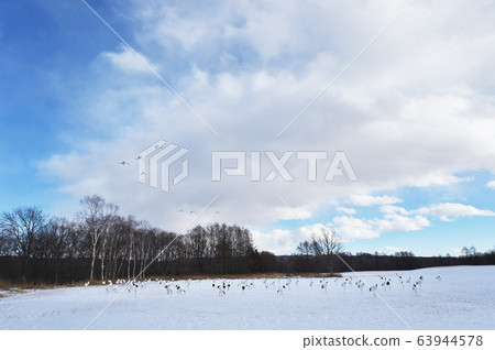 Japanese crane (Hokkaido) flying to the feeding area 63944578