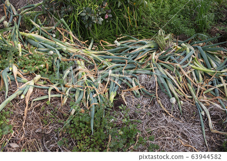 Leeks mulch Leeks mulch 63944582