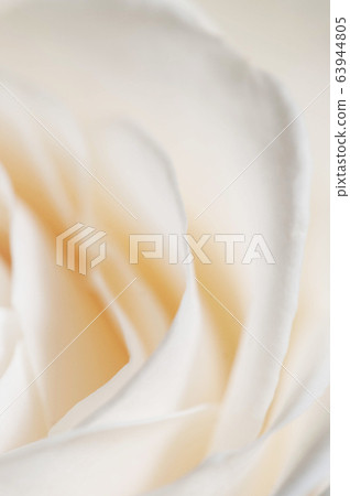 Rose flower fragment macro 63944805