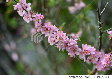 Yulium的花 Yulium的花 63945611