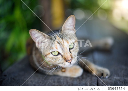 home cat portrait laying on wooden table in green 63945834