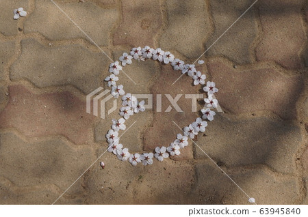 Cherry Blossom Cherry Blossom 63945840