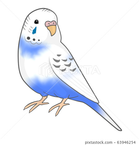 Budgerigar (female) 63946254