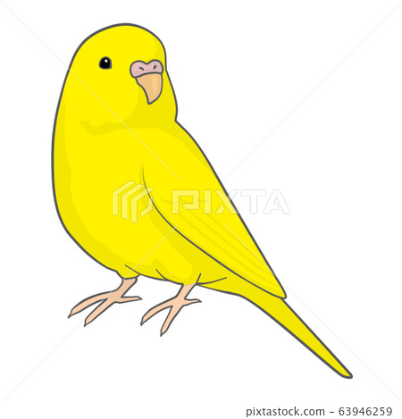 Budgerigar (female) 63946259