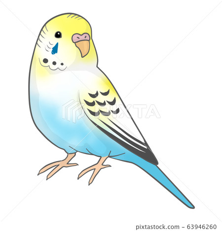 鸚哥（女） 63946260