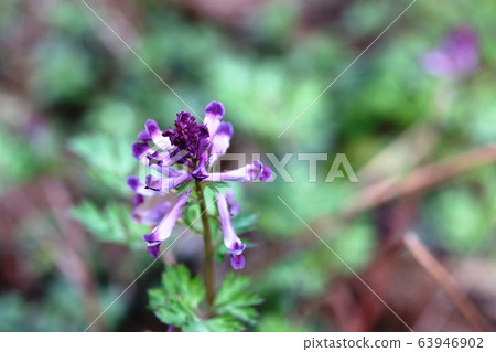 Murasakikeman (purple wig) begins to bloom Murasakikeman (purple wig) begins to bloom 63946902