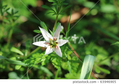 Amana flower 63946905