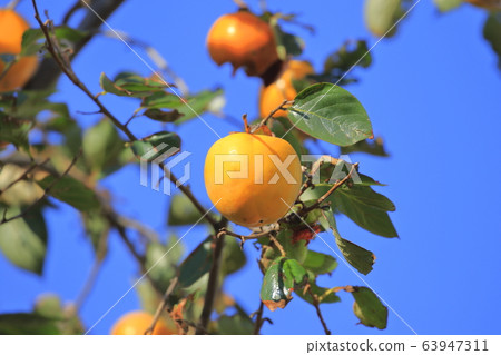 發光在藍天的柿子堅果 發光在藍天的柿子堅果 63947311