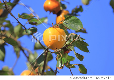 發光在藍天的柿子堅果 發光在藍天的柿子堅果 63947312