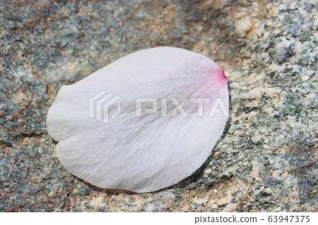 Fallen petals Fallen petals 63947375