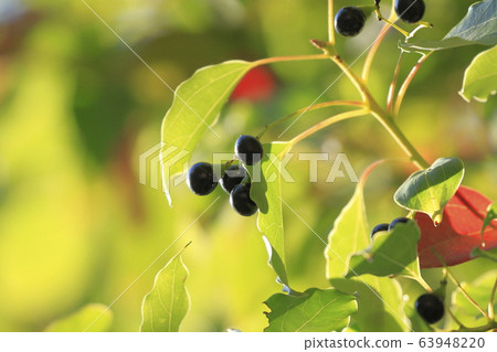 樟樹和秋天的落葉 63948220