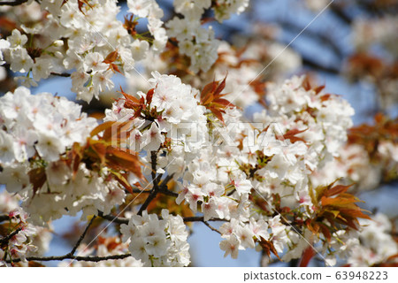 Sakura 63948223