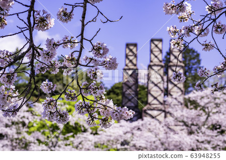[Shizuoka] Nirayama reverberatory furnace wrapped in cherry blossoms in full bloom 63948255