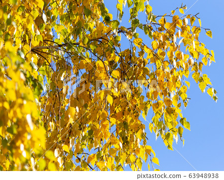 Yellow leaves on a tree in the fall 63948938