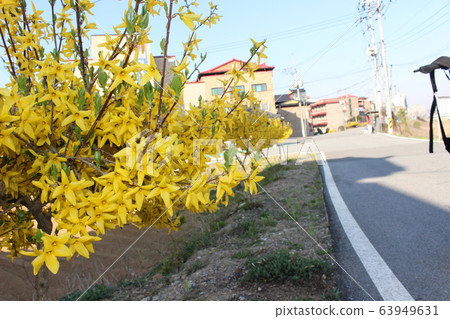 Flowering tree 63949631