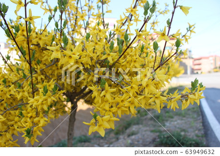 Flowering tree Flowering tree 63949632