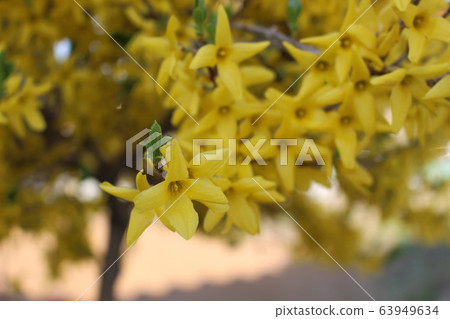 Flowering tree Flowering tree 63949634