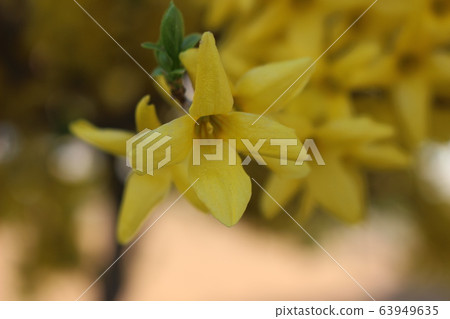 Flowering tree 63949635