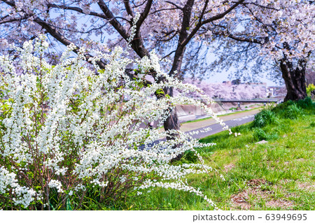 Shimimibana 63949695