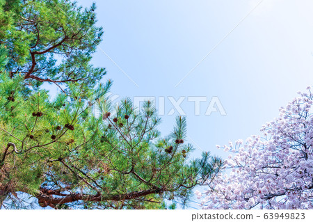 Spring pine tree 63949823