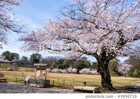 Kanazawa castle and cherry blossoms 63950719