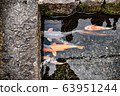 Japanese carp (Koi fish) swimming in canal of Shimabara  63951244