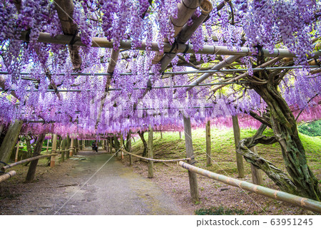 Wisteria Tunnel at Kawachi Fuji Garden Wisteria Tunnel at Kawachi Fuji Garden 63951245