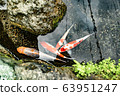 Japanese carp (Koi fish) swimming in canal of Shimabara 63951247