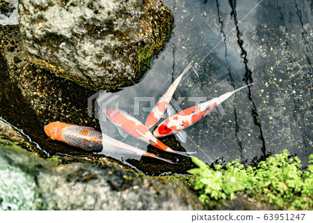 Japanese carp (Koi fish) swimming in canal of Shimabara 63951247