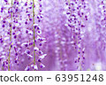 Violet Wisteria Flowers (close up) at Kawachi Fuji Garden  63951248