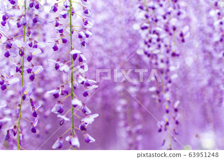 Violet Wisteria Flowers (close up) at Kawachi Fuji Garden  63951248