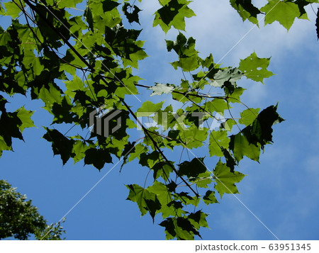 Harigiri leaf in Shirakami mountains 63951345
