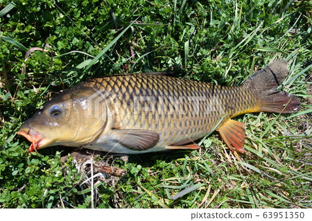 Koi carp fish 63951350