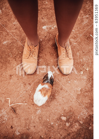 Guinea Pig near female feet (Cavia porcellus) 63951369