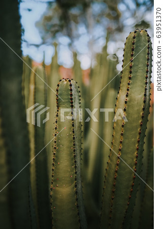 detail of a green cactus with more of them on the detail of a green cactus with more of them on the 63951370