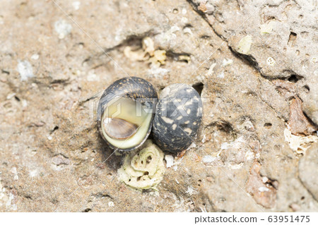 Amaobone Amaobone 63951475