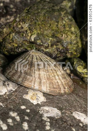 松葉笠螺 63951476