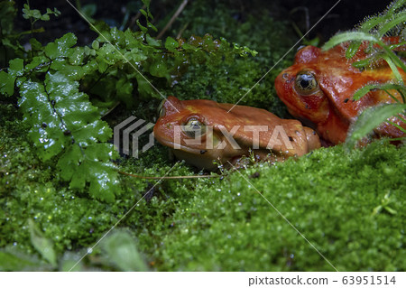 two Australian tree frogs sit in moss 63951514