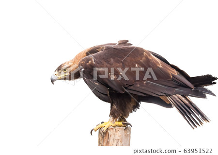 image of golden eagle side view on a white 63951522