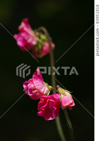 香豌豆 香豌豆 63951818